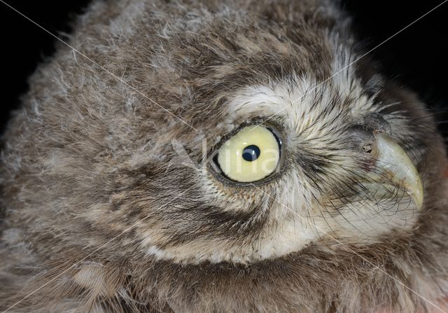 Little Owl (Athene noctua)