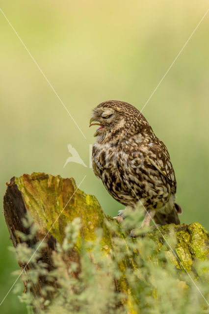 Little Owl (Athene noctua)