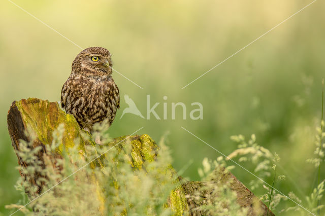 Little Owl (Athene noctua)