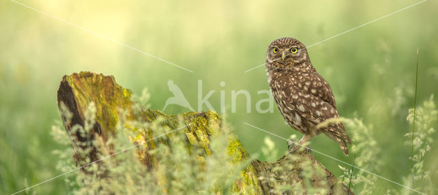 Little Owl (Athene noctua)