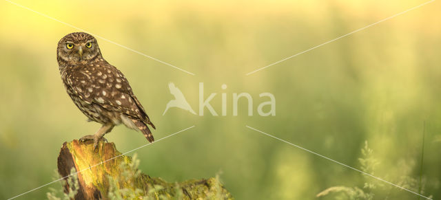 Little Owl (Athene noctua)