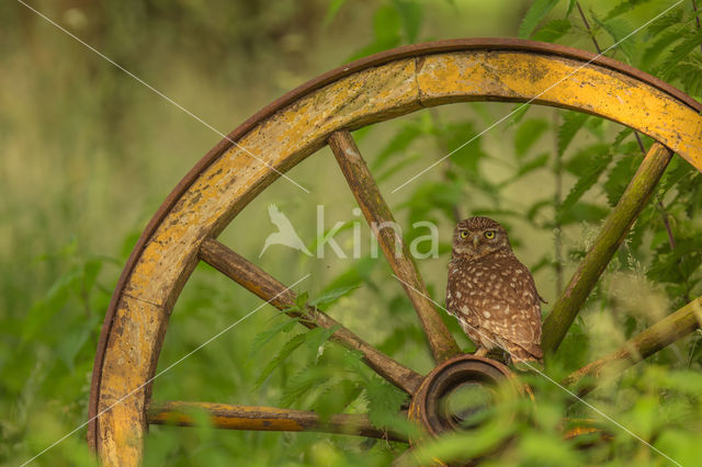 Little Owl (Athene noctua)