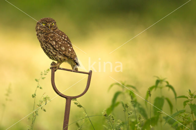 Little Owl (Athene noctua)