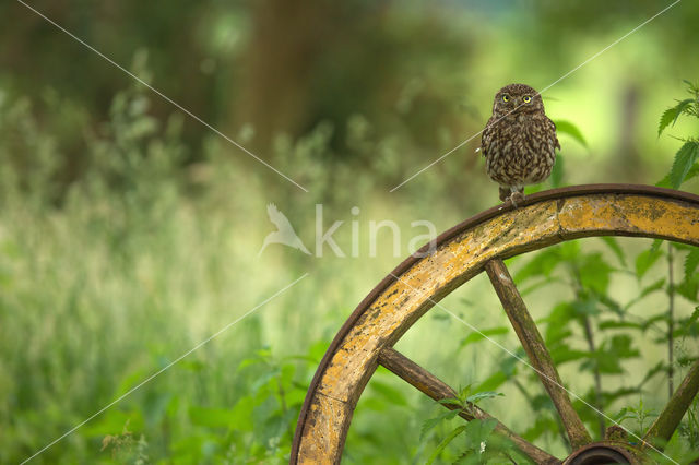 Little Owl (Athene noctua)