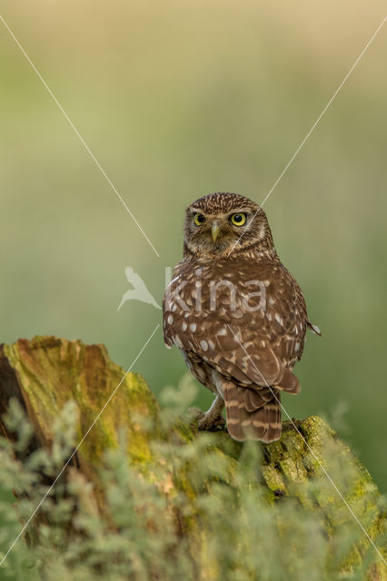 Little Owl (Athene noctua)