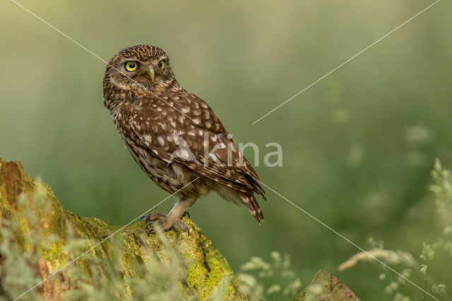 Little Owl (Athene noctua)