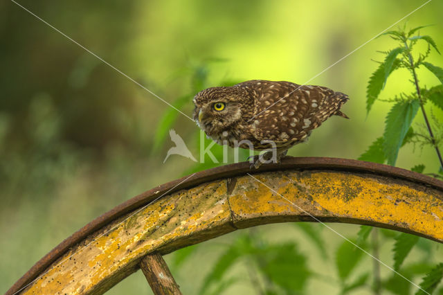 Little Owl (Athene noctua)