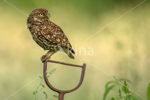 Little Owl (Athene noctua)