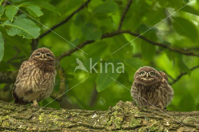 Little Owl (Athene noctua)