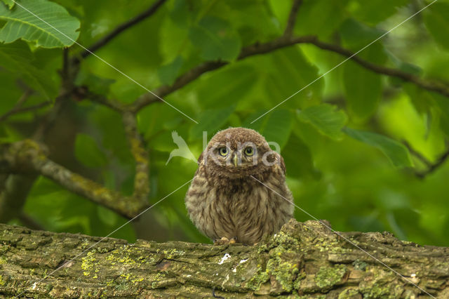 Little Owl (Athene noctua)