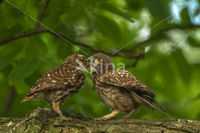 Little Owl (Athene noctua)