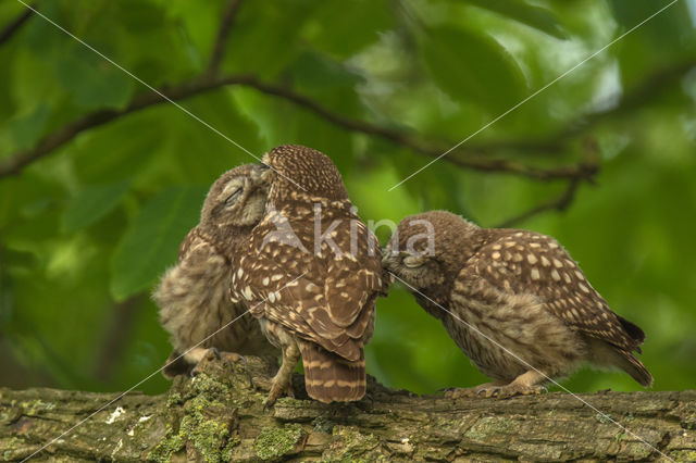 Little Owl (Athene noctua)