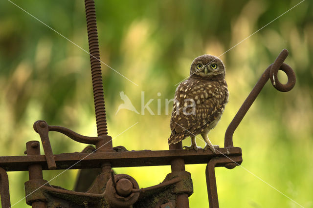 Little Owl (Athene noctua)