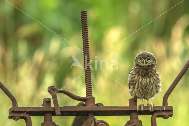 Little Owl (Athene noctua)