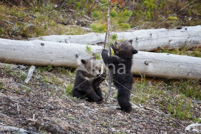 Grizzlybeer