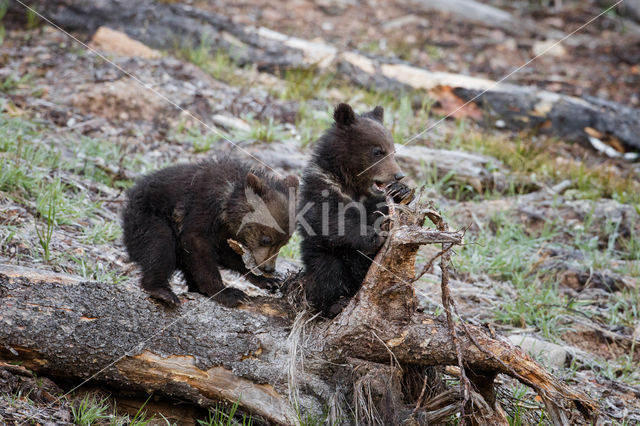 Grizzlybeer