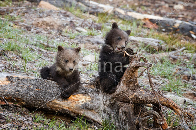 Grizzlybeer