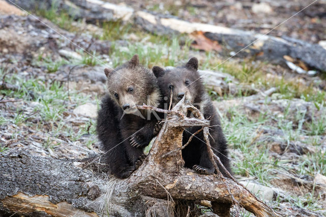 Grizzly Bear (Ursus arctos horribilis)