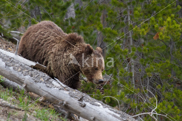 Grizzly Bear (Ursus arctos horribilis)