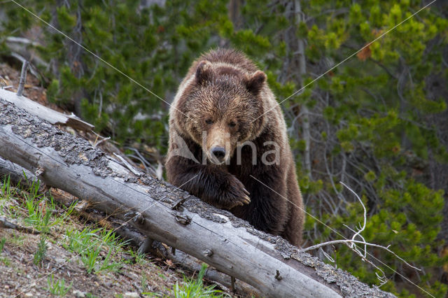 Grizzly Bear (Ursus arctos horribilis)