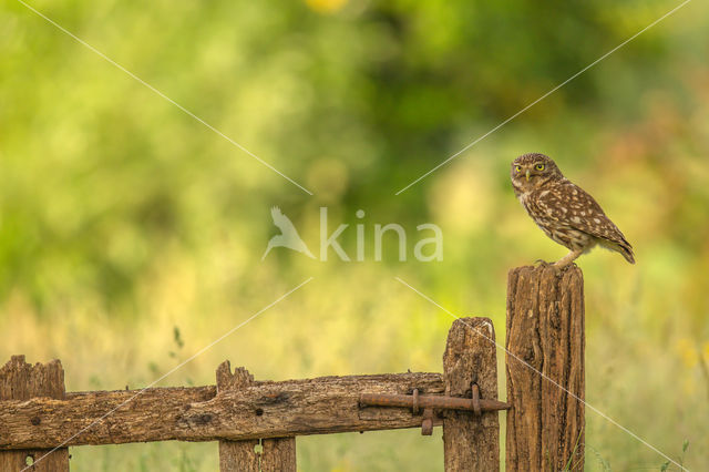 Little Owl (Athene noctua)