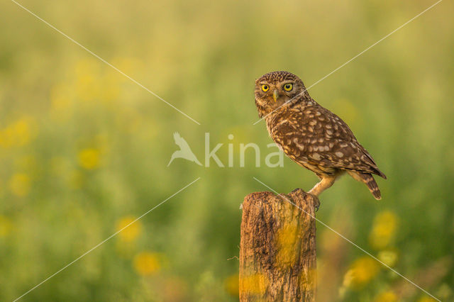 Little Owl (Athene noctua)