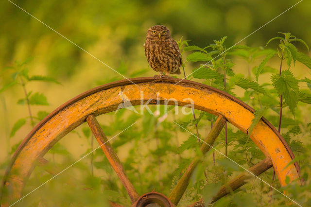 Little Owl (Athene noctua)