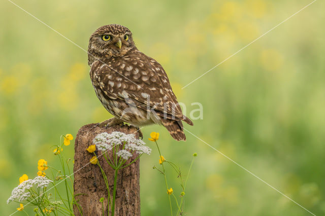 Little Owl (Athene noctua)