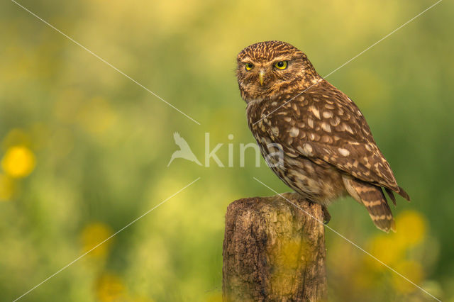 Little Owl (Athene noctua)