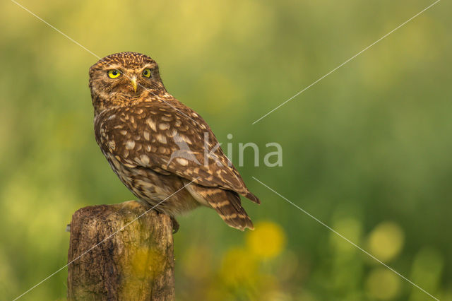 Little Owl (Athene noctua)