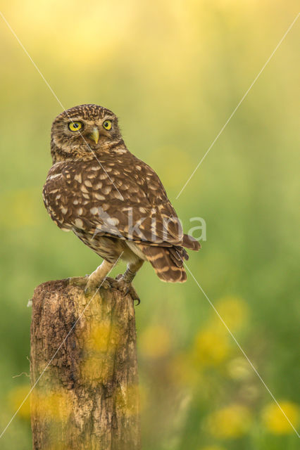 Little Owl (Athene noctua)