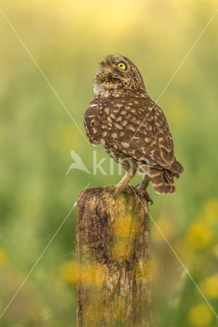 Little Owl (Athene noctua)