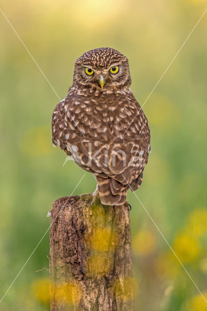 Little Owl (Athene noctua)