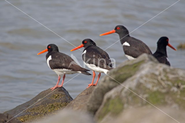 Scholekster (Haematopus ostralegus)