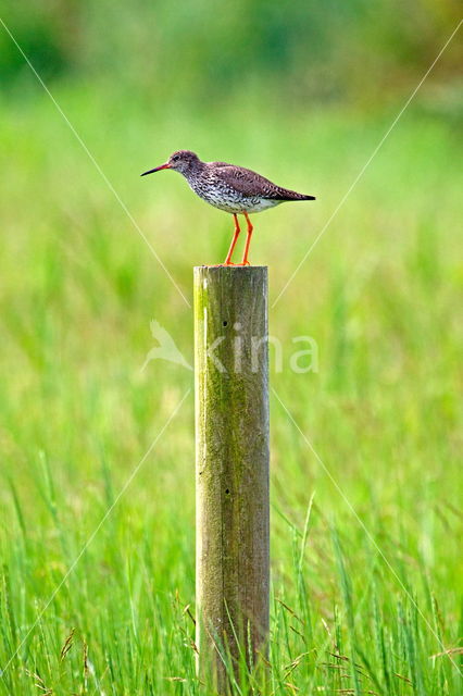 Common Redshank (Tringa totanus)