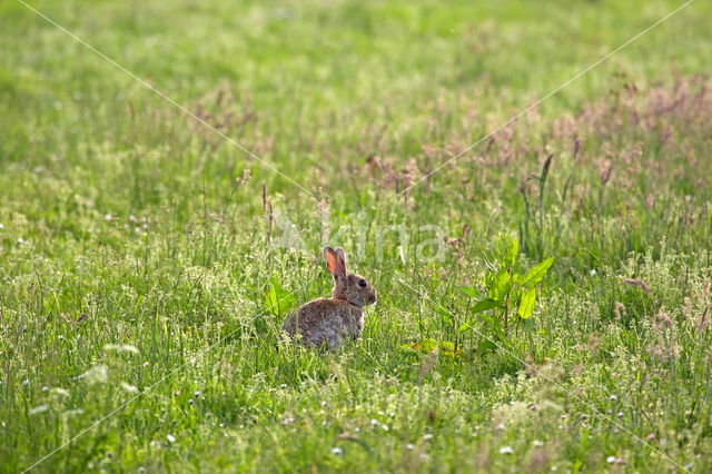 Konijn (Oryctolagus cuniculus)