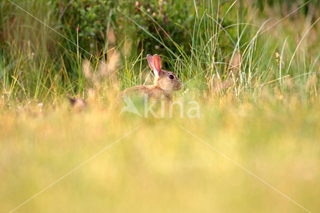 Konijn (Oryctolagus cuniculus)