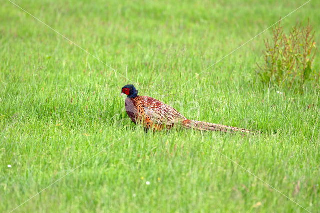 Ring-necked Pheasant (Phasianus colchicus)