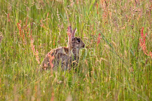 Konijn (Oryctolagus cuniculus)