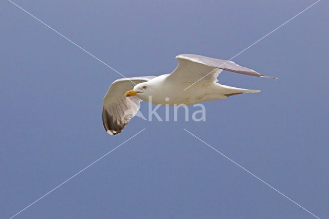 Zilvermeeuw (Larus argentatus)