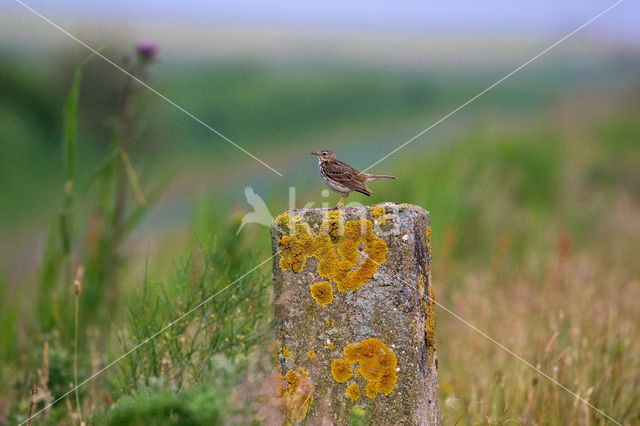 Sky Lark (Alauda arvensis)