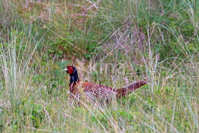 Ring-necked Pheasant (Phasianus colchicus)