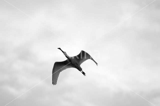 Lepelaar (Platalea leucorodia)