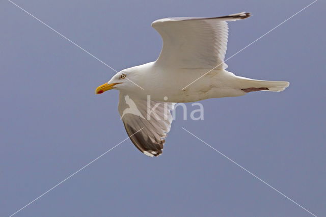 Zilvermeeuw (Larus argentatus)