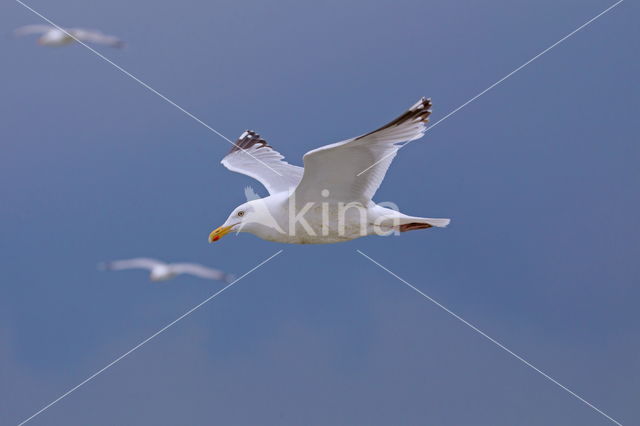 Zilvermeeuw (Larus argentatus)