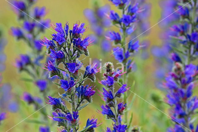 Viper's-bugloss (Echium vulgare)