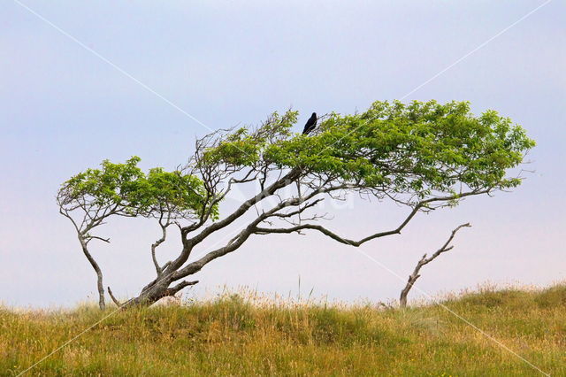 Nationaal park Schiermonnikoog