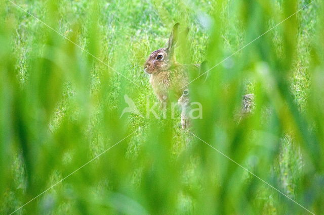 Brown Hare (Lepus europaeus)