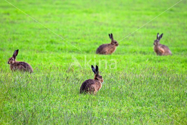 Brown Hare (Lepus europaeus)