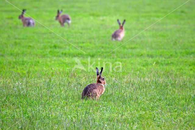 Haas (Lepus europaeus)